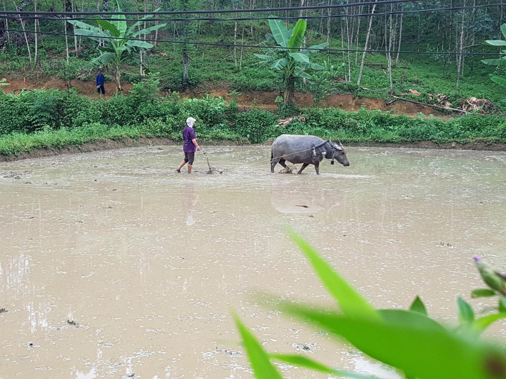 Vu Linh Palm House Homestay - Bungalow Yen Bai Kültér fotó